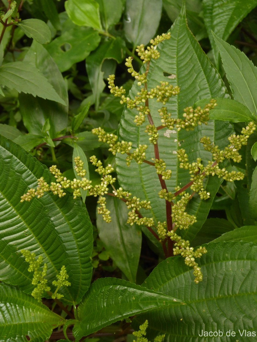 Pilea melastomoides (Poir.) Wedd.